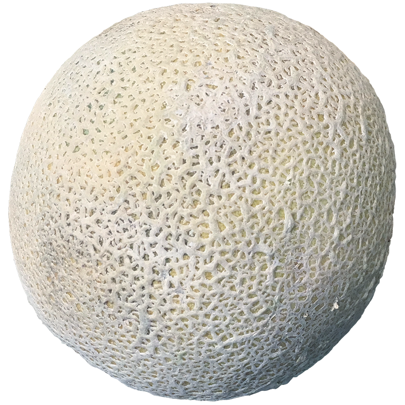 CANTALOUPE